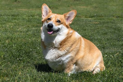 fat corgi puppy|is my corgi overweight.